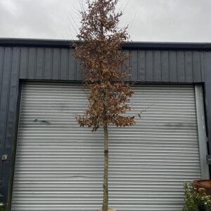 Carpinus betulus - Mature Standard Tree