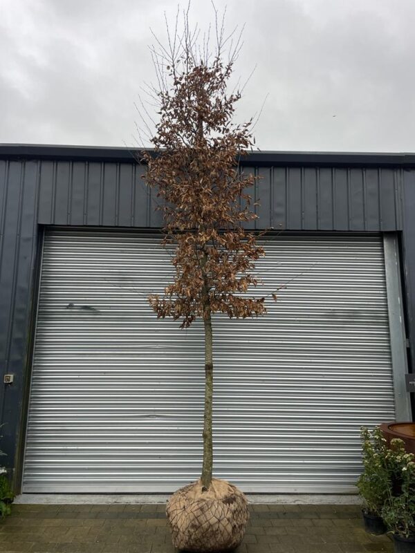 Carpinus betulus - Mature Standard Tree
