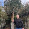 Elaeagnus ebbengei Standard Espalier - 25L 8-10cm girth, 2m clear stem, frame 1.2m W x 1m H