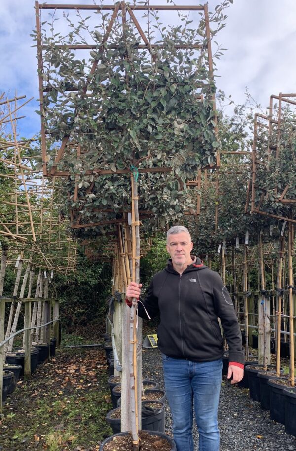 Elaeagnus ebbengei Standard Espalier