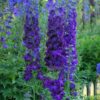 Delphinium Dark Blue Black Bee - 2L