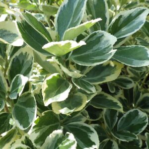 Euonymus japonicus 'Président Gauthier'