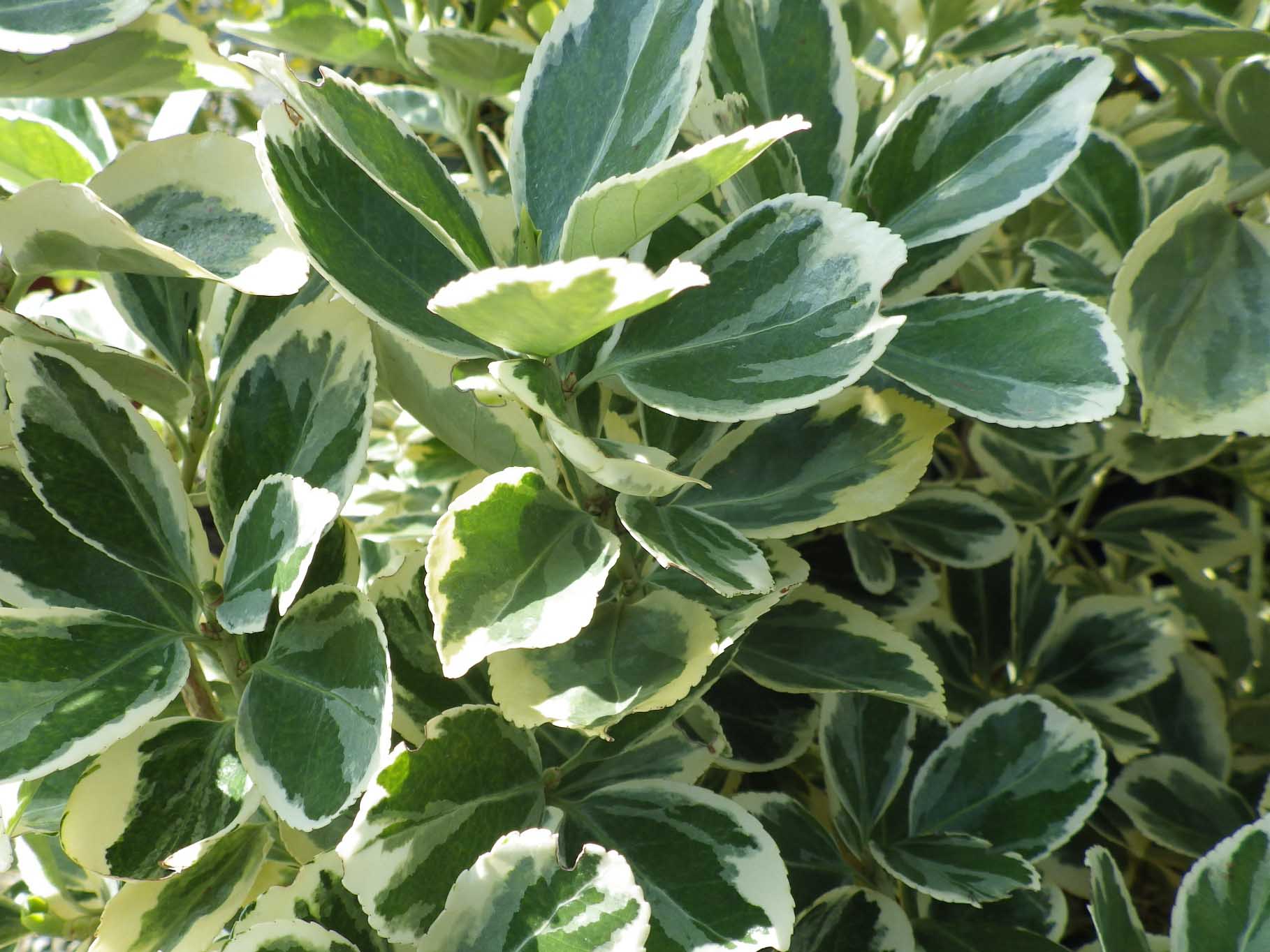 Euonymus japonicus 'Président Gauthier'