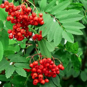 Sorbus aucuparia
