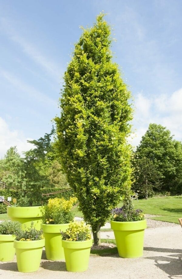 Fagus sylvatica 'Dawyck Gold' Specimen - Image 2