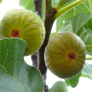 Ficus carica Goutte de Miel