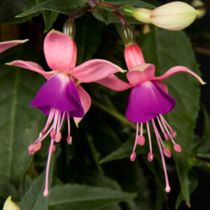 Fuchsia Rosalien