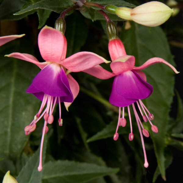 Fuchsia Rosalien