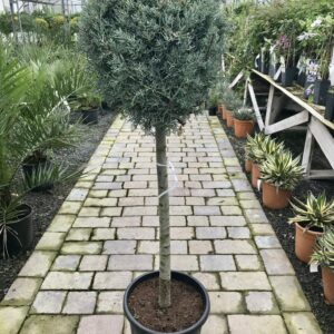 Cupressus Arizonica Fastigiata - 1/4 standard
