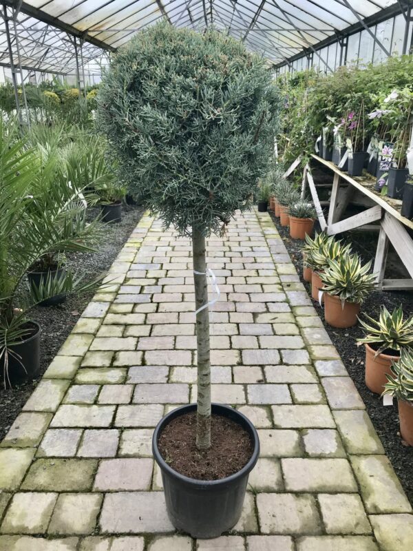 Cupressus Arizonica Fastigiata - 1/4 standard