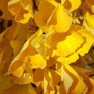 Ginkgo biloba Fastigiata