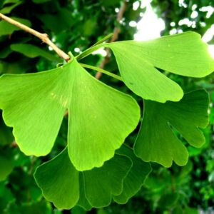Ginkgo biloba