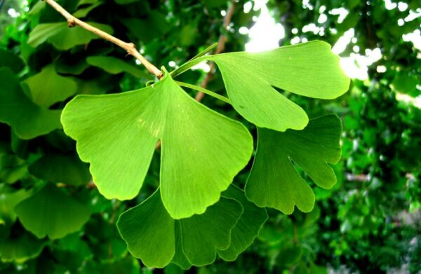 Ginkgo biloba