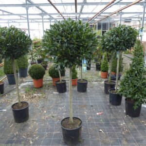 Laurus nobilis / Bay Laurel 1/2 Standard