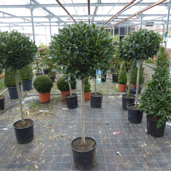 Laurus nobilis / Bay Laurel 1/2 Standard