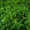 Hebe Green Globe - 3L
