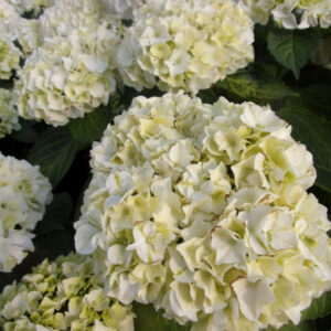 Hydrangea macrophylla Wudu