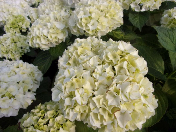 Hydrangea macrophylla Wudu