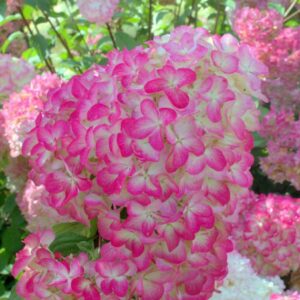 Hydrangea paniculata Diamant Rouge