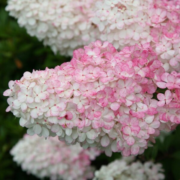 Hydrangea Vanilla Fraise