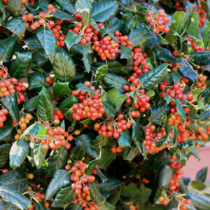 Ilex Nellie Stevens Espalier - Full Frame