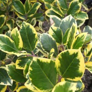 Ilex Golden King