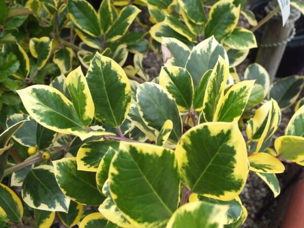 Ilex Golden King