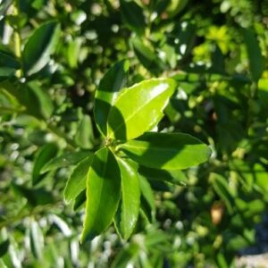 Ilex Max. Kanehirae