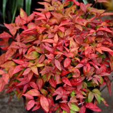 Nandina Blush Pink