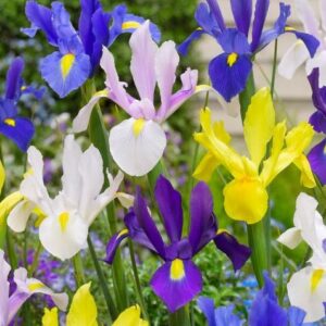 Iris hollandica Mix