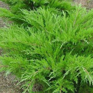 Juniper x media Mint Julep