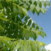 Koelreuteria paniculata - 70L 12-14cm girth, 3.5-4m tall, Standard