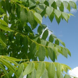 Koelreuteria paniculata
