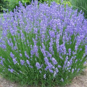 Lavender intermedia 'Dutch'