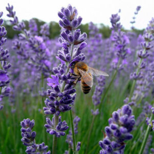 Lavender 'Vera'