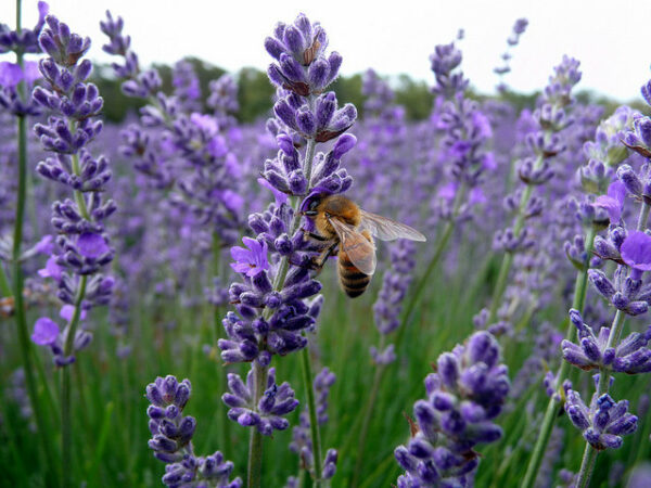 Lavender 'Vera'