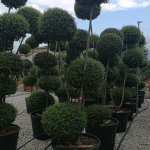 Ligustrum Jonandrum (multi-stem) Multi-ball Specimens