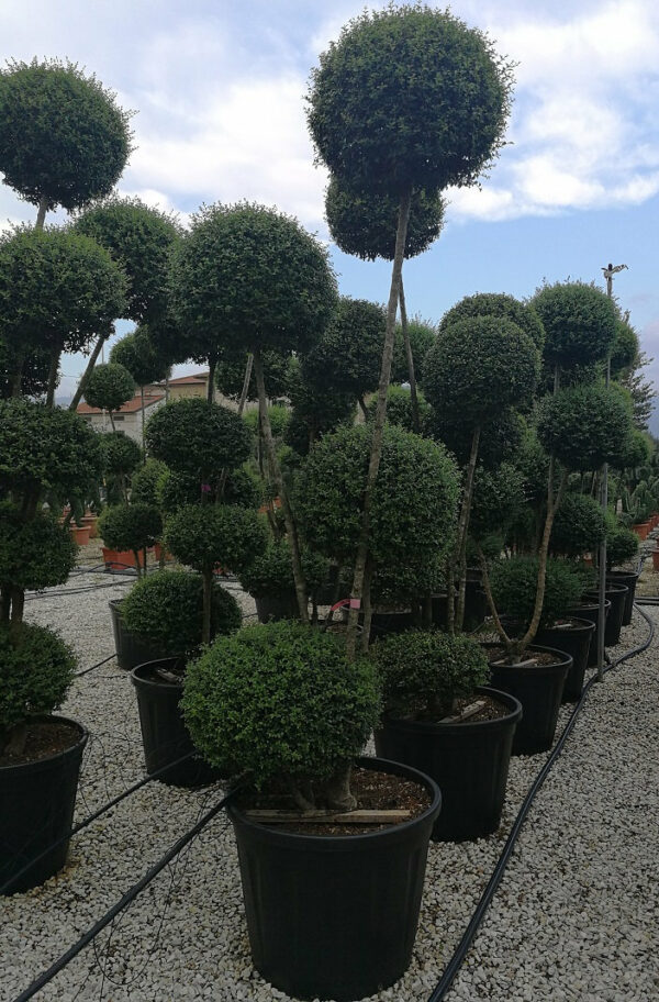 Ligustrum Jonandrum (multi-stem) Multi-ball Specimens