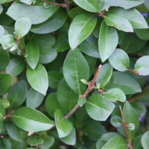Ligustrum ovalifolium / Privet