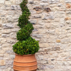 Ligustrum Delavayanum Spirals