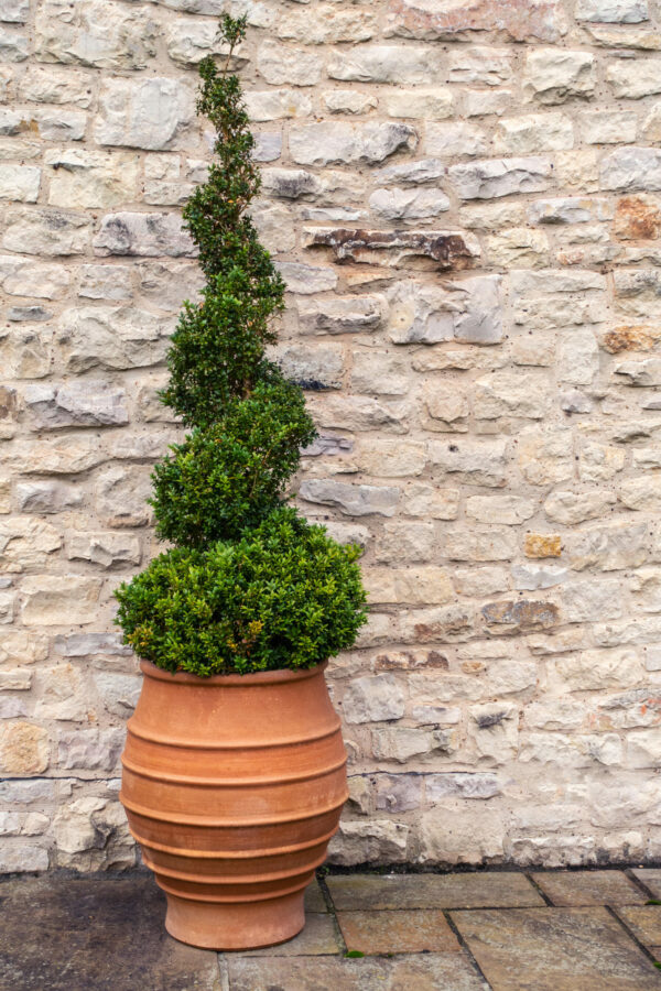 Ligustrum Delavayanum Spirals