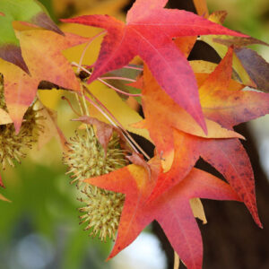 Liquidambar styraciflua specimen multistem