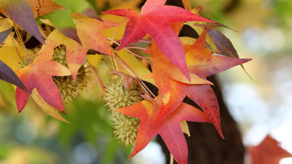 Liquidambar styraciflua specimen multistem