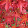 Liquidambar styraciflua Worplesdon specimen multistem - 110L 200-250cm tall, multistem