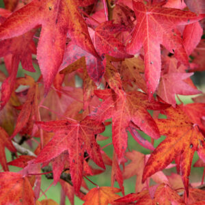 Liquidambar styraciflua Worplesdon specimen multistem