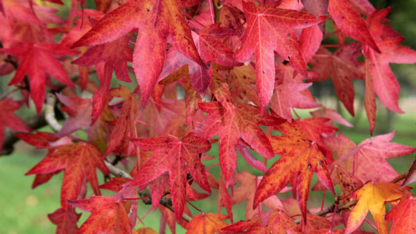 Liquidambar styraciflua Worplesdon specimen multistem
