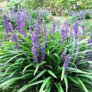 Liriope muscari '