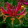 Lonicera American Beauty - 2L 60-80cm