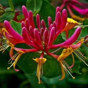 Lonicera American Beauty
