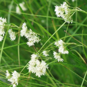 Luzula nivea